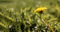 Banner with yellow dandelion on meadow in green grass in sunlight. Beautiful bright spring or summer flower. Copy space Royalty Free Stock Photo