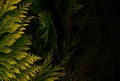 Banner of yellow thuja. Natural background of yellow thuja leaves with copy space