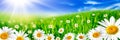 Banner Of Yellow And White Daisies In Rolling Green Meadow Royalty Free Stock Photo