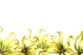 A banner with ylang-ylang flowers. A border with exotic fragrant yellow flowers. A hand-drawn watercolor illustration