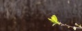 banner with young shoot with green leaves on an old rusty background. Spring or rebirth concept.