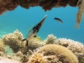 Bannerfish and cleaner wrasse in clear blue water