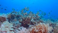 Bannerfish on a coral reef