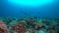 Bannerfish on a coral reef