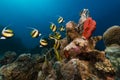 Bannerfish (heniochus intermedius) and tropical reef in the Red Sea.