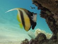 Bannerfish under a coral block in clear blue water