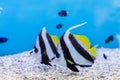 Bannerfish (Heniochus acuminatus) in Aquarium