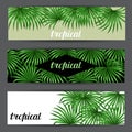 Banners with palms leaves. Decorative image tropical leaf of palm tree Livistona Rotundifolia. Image for holiday