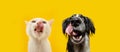 Bannet pets eating. Portrait summer spring hungry cat and dog licking its lips with tongue. Isolated on yellow backgorund Royalty Free Stock Photo