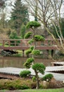 Bansai tree in japanese gardeng Royalty Free Stock Photo