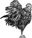 Bantam Royalty Free Stock Photo