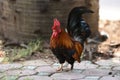 bantam,Beautiful male roosters walk on the decorated brick floor in the outdoor garden.