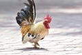 bantam,Beautiful male roosters walk on the decorated brick floor in the outdoor garden.