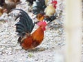 Bantam body is small, short, big and crested hen is colorful