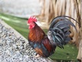 Bantam body is small, short, big and crested hen is colorful, chicken animal wing