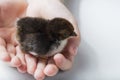Bantam chick in childs hands