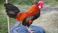 The bantam chick I fed was rooster crows in the evening.