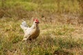 Bantam chicke in a field Royalty Free Stock Photo