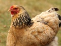 Bantam Chicken Royalty Free Stock Photo