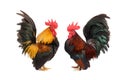 Bantam ,Chicken bantam isolated on white Royalty Free Stock Photo