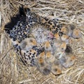 Bantam chicken and chick