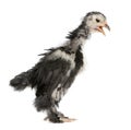 Bantam chicken in front of white background