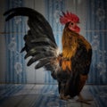 Bantam Chicken Image