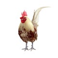 Bantam Chicken Isolated on White Background with Clipping Path Royalty Free Stock Photo