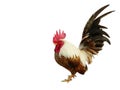 Bantam chicken is standing isolated on white background Royalty Free Stock Photo