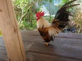 Bantam chicken is standing on wooden table
