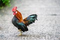 Bantam chickens or Ayam kate is any small variety of fowl, especially chickens