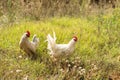 Bantam chickens in a field of grass