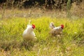 Bantam chickens in field