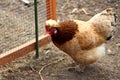 Bantam chickens Royalty Free Stock Photo