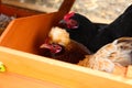 Bantam chickens Royalty Free Stock Photo