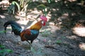 Bantam cock ,Beautiful Thai bantam chicken in fram  . Animal conservation and protecting ecosystems concept Royalty Free Stock Photo