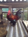Bantam cockerel Royalty Free Stock Photo