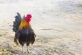 A Bantam Cockerel (Thai bantam central courtyard.)