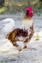 Bantam poultry beautiful bright colors.