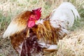 Bantam poultry beautiful bright colors.