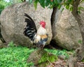 Bantam, Poultry colorful feathers standing on rock