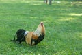 Bantam poultry on grass