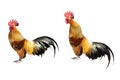 Bantam rooster chicken cock or hen standing and crowing posture isolated on white background with clipping path