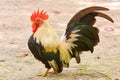 Bantam rooster chicken on ground in The garden. Royalty Free Stock Photo