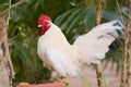 Bantam rooster chicken on ground in The garden. Royalty Free Stock Photo