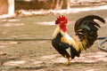 Bantam rooster chicken on ground in The garden. Royalty Free Stock Photo