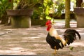 Bantam rooster chicken on ground in The garden. Royalty Free Stock Photo