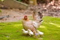 Bantam rooster chicken on ground in The garden. Royalty Free Stock Photo