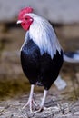 Bantam Rooster Portrait Royalty Free Stock Photo