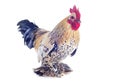 Bantam rooster